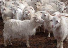 Бизнес на козах: организационно-правовые и технические аспекты